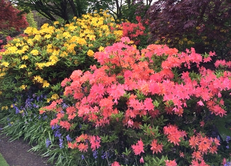 ニュージーランドのダニーデン植物園の花