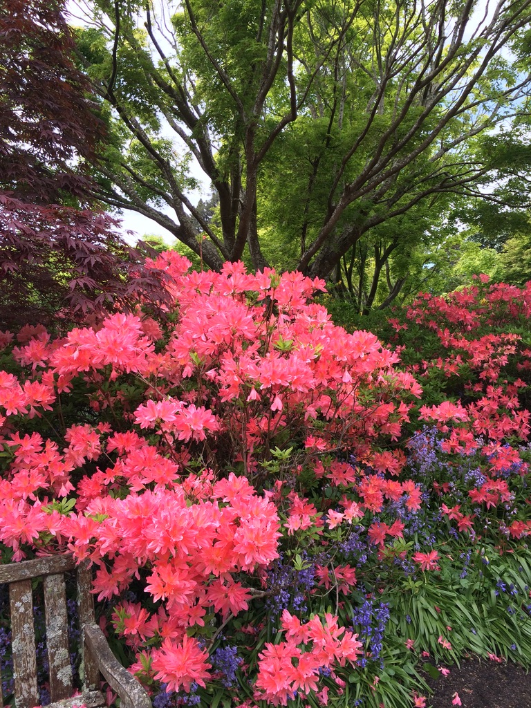 ダニーデン植物園の美しい花