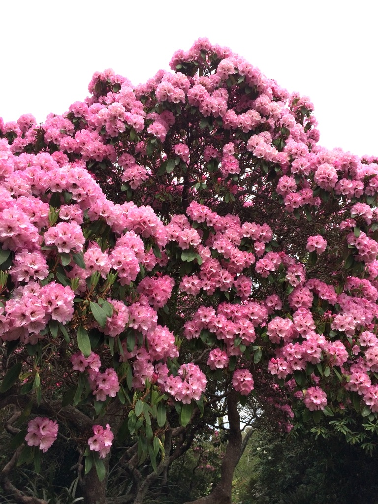 ダニーデン植物園の石楠花