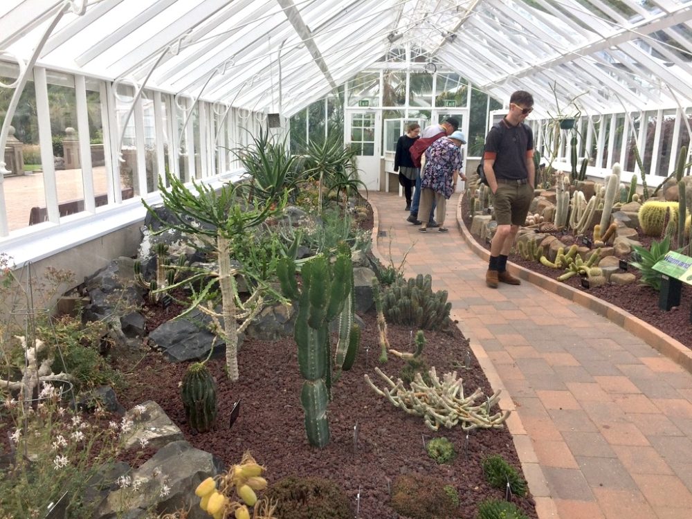 ニュージーランドダニーデン植物園の温室内部