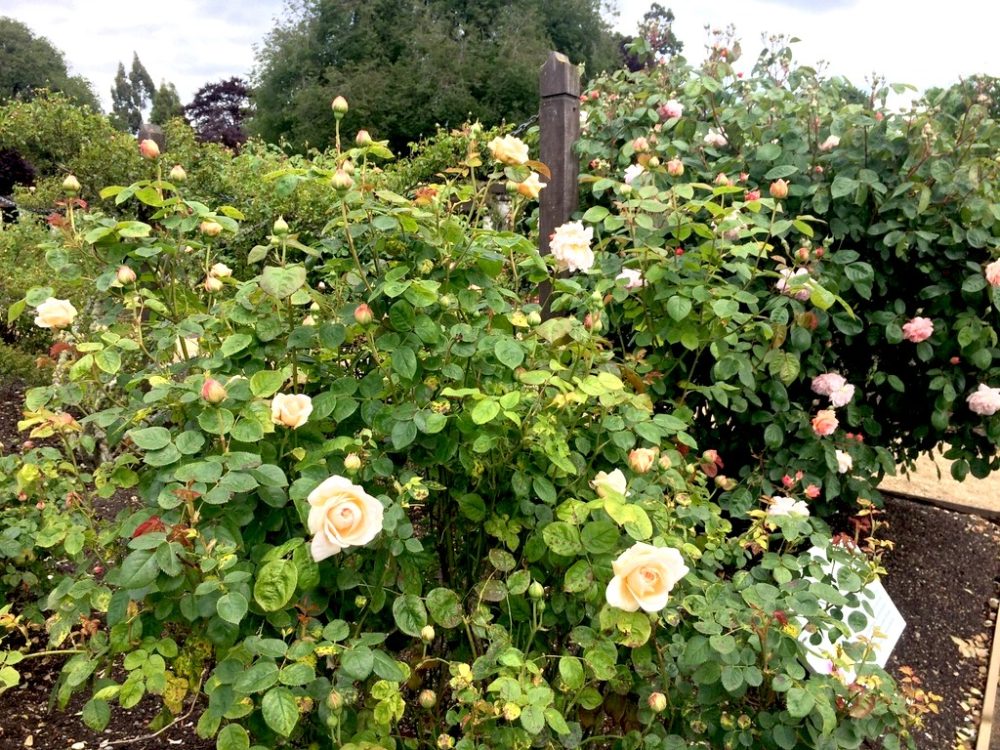 ニュージーランドのダニーデン植物園のバラ園