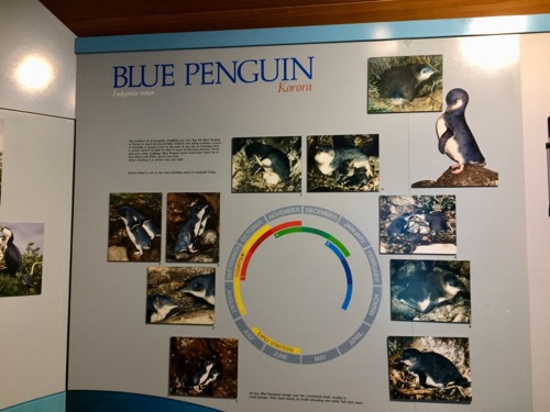 ダニーデンアルバトロスセンター ブルーペンギンの説明