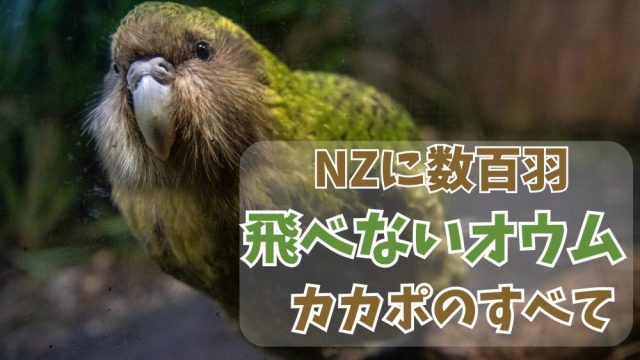 カカポとは？生態・特徴・絶滅理由を総まとめ【ニュージーランドの飛べないオウム】