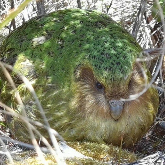 カカポの繁殖方法「レック」とは？