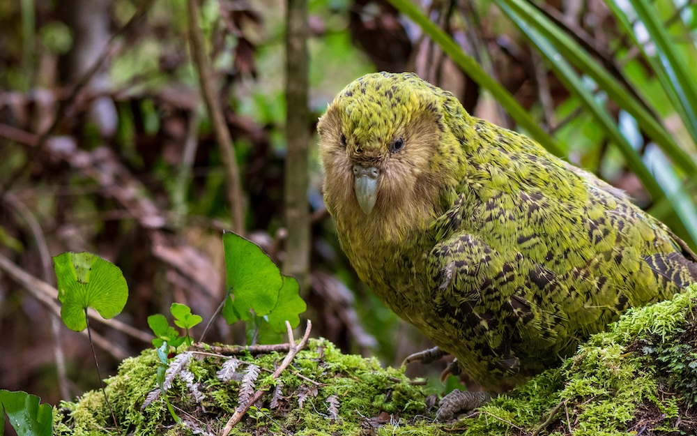 カカポの繁殖方法をわかりやすく解説