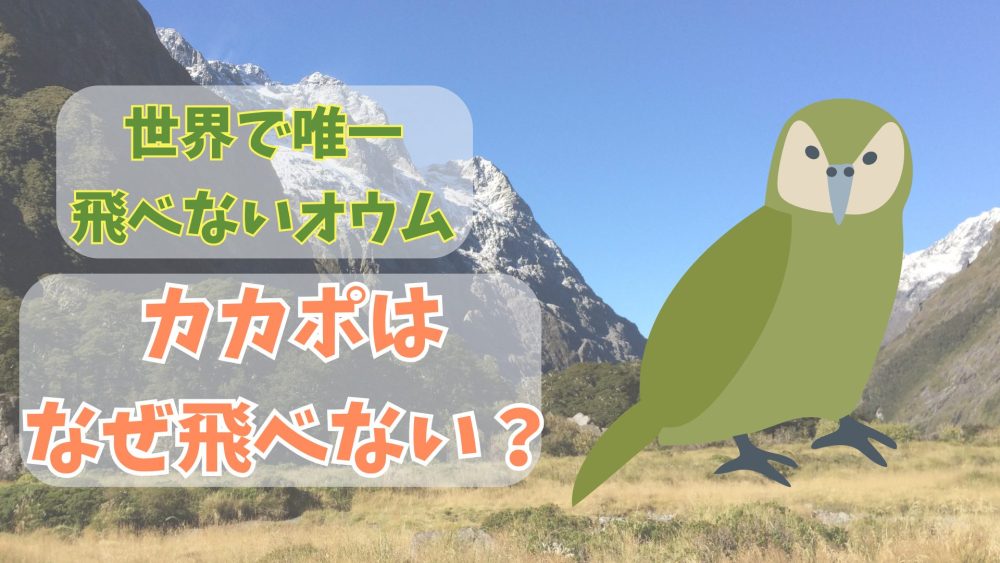 カカポはなぜ飛べない？進化の理由と絶滅危機をわかりやすく解説