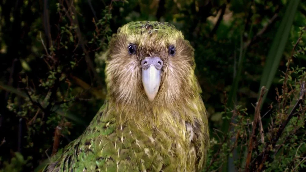 カカポの地上生活への適応