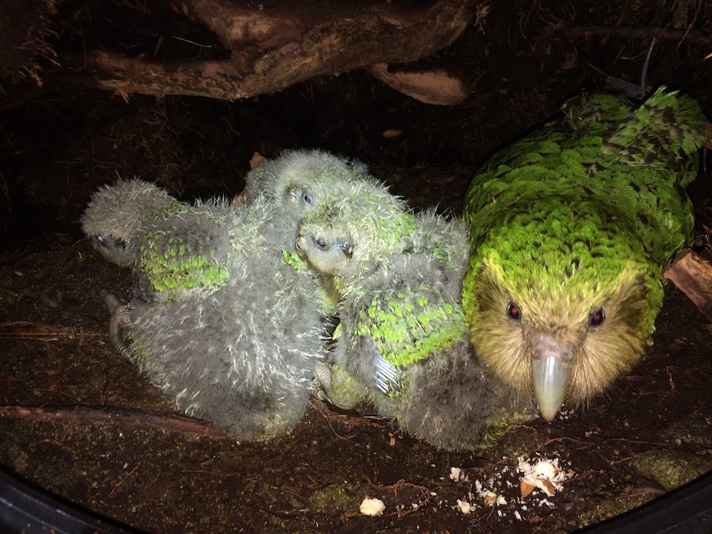 なぜカカポはこのような繁殖方法なの？