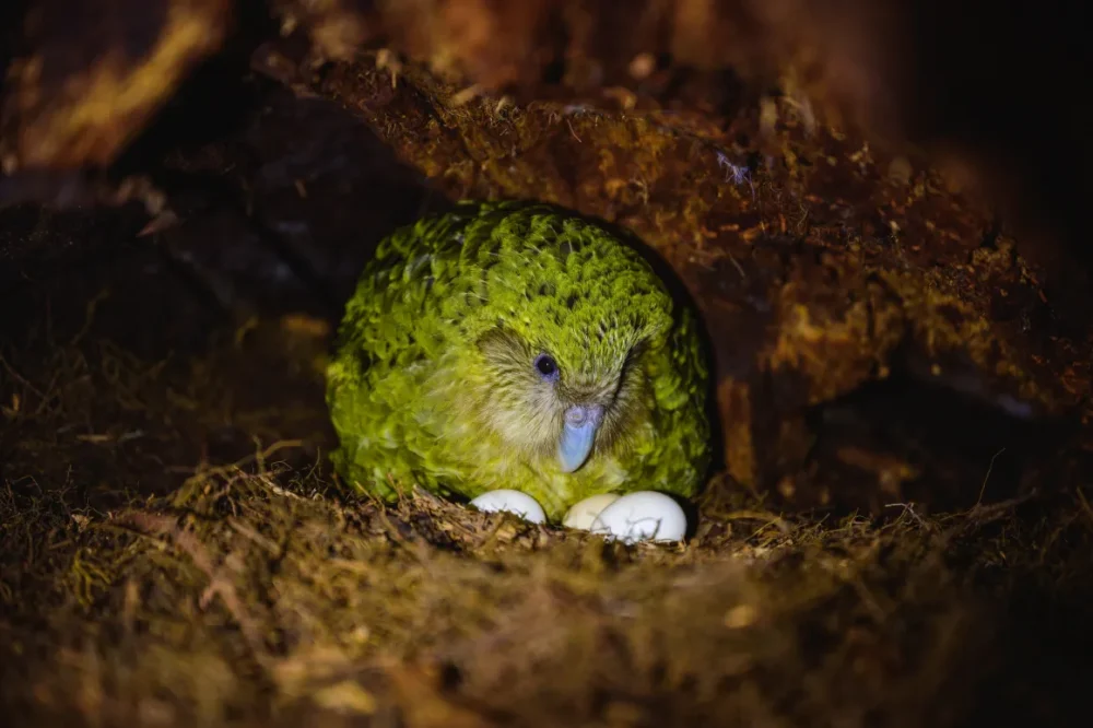 カカポの繁殖が難しい理由