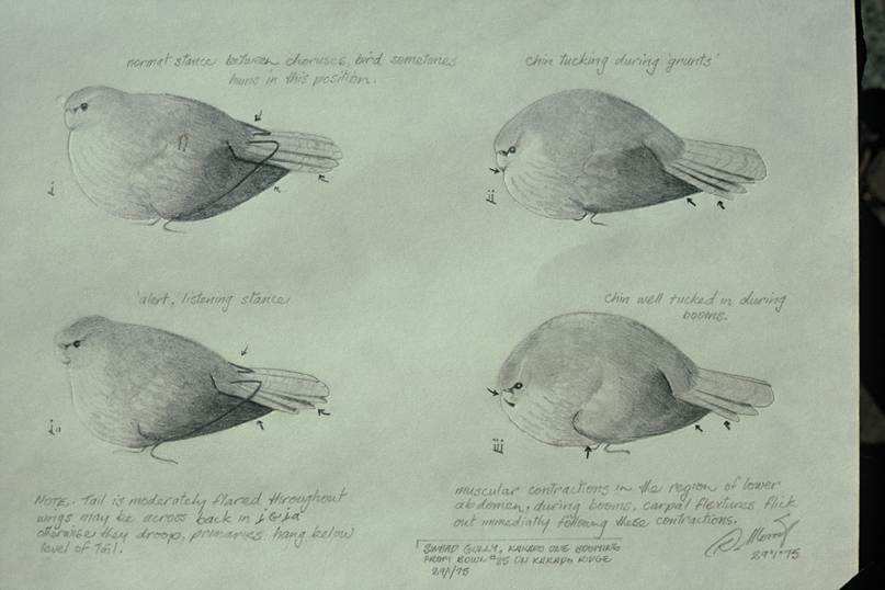 カカポが求愛する際の2種類の鳴き声