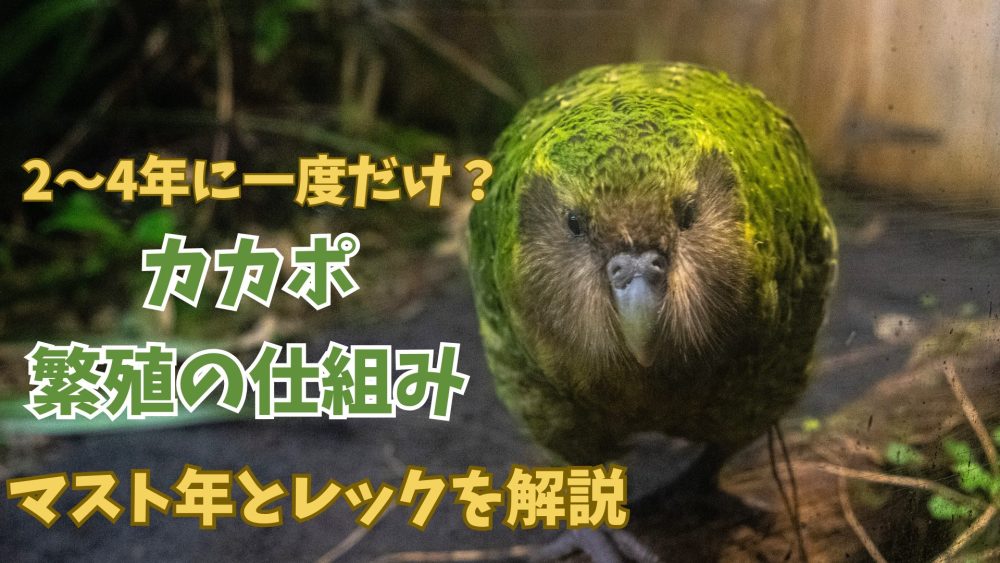 カカポの繁殖方法をわかりやすく解説｜マスト年・レック・鳴き声の秘密
